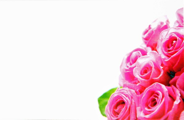 Picture of Florist Cards Small Pink Rose x 50pcs